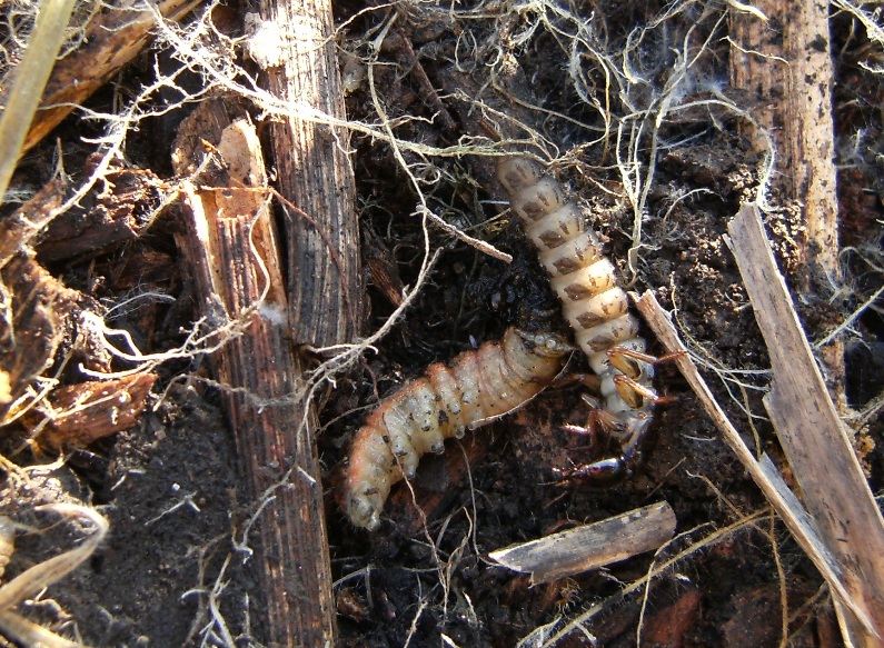 larva di stafilinide